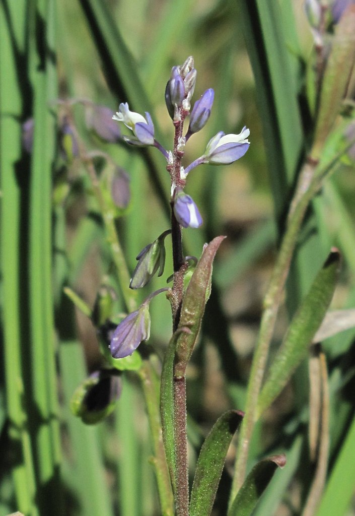 Polygala amarella